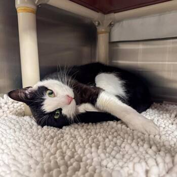 Domestic Short Hair Cats Available for Adoption in Kennebunk, Maine - Patches | PetCurious