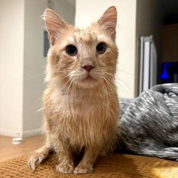 Dennis -  Domestic Long Hair Cat for Adoption in Long Beach, California - Dennis | PetCurious