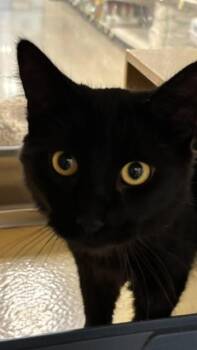 Seether -  Domestic Medium Hair Cat for Adoption in Wheaton, Illinois - Seether | PetCurious