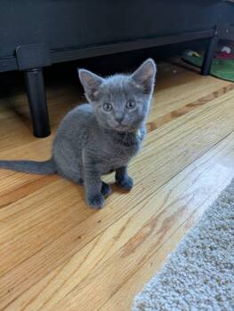 Tiger Cats Available for Adoption in Honeoye, New York - Buttercup | PetCurious