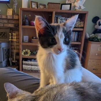 Calico Cats Available for Adoption in Vacaville, California - Aiyla (pronounced Eye-la) | PetCurious
