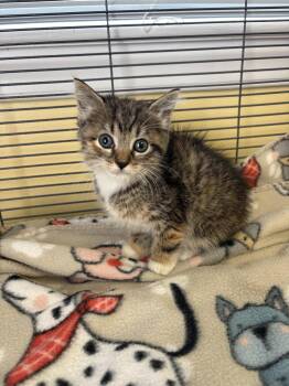 Dollywood -  Domestic Short Hair Cat for Adoption in Trenton, New Jersey - Dollywood | PetCurious