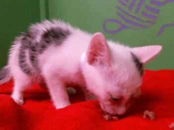 Rescue Domestic Short Hair Cats for Adoption in Houston, Texas - LANDON | PetCurious