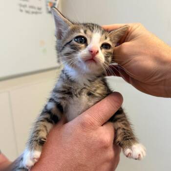Remy (26-2G-3) -  Domestic Short Hair Cat for Adoption in Rifle, Colorado - Remy (26-2G-3) | PetCurious