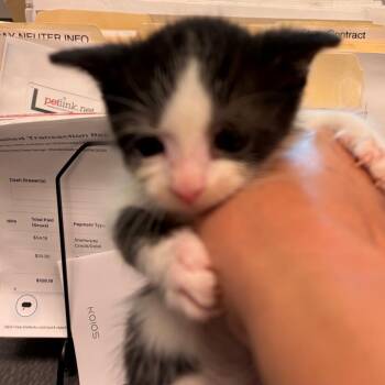 Caliope -  Domestic Short Hair Cat for Adoption in Norman, Oklahoma - Caliope | PetCurious