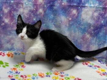 Domestic Short Hair Cats Available for Adoption in Washington Court House, Ohio - Orlando | PetCurious