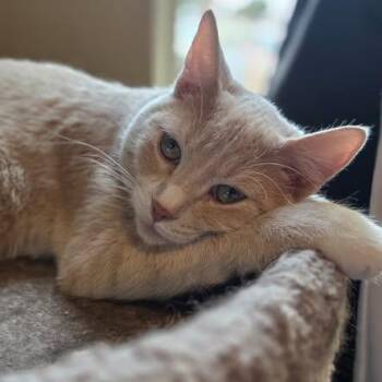 Berry -  Domestic Short Hair Cat for Adoption in Ellensburg, Washington - Berry | PetCurious