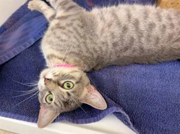 Domestic Short Hair Cats Available for Adoption in Brentwood, Missouri - HARLEY | PetCurious