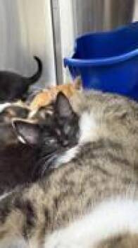 Starvina -  Domestic Medium Hair Cat for Adoption in Atlanta, Georgia - Starvina | PetCurious