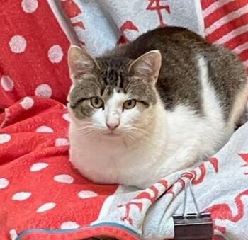 SHANE -  Domestic Short Hair Cat for Adoption in Springfield, Massachusetts - SHANE | PetCurious
