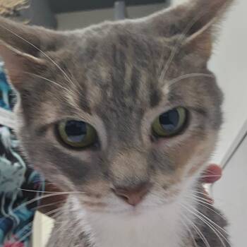 Sweety -  Domestic Short Hair Cat for Adoption in Tampa, Florida - Sweety | PetCurious