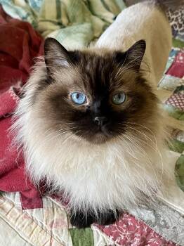 Ragdoll Cats Available for Adoption in Valparaiso, Indiana - FRANCIS | PetCurious