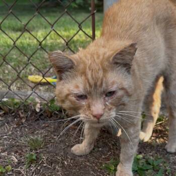 London -  Domestic Short Hair Cat for Adoption in Greensboro, North Carolina - London | PetCurious