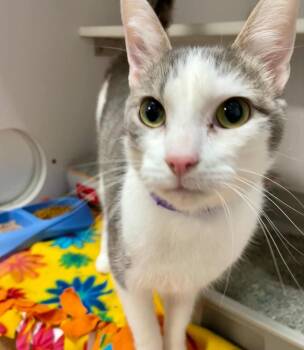Rave -  Domestic Short Hair Cat for Adoption in Bolivar, Missouri - Rave | PetCurious