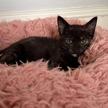 sefron -  Domestic Short Hair Cat for Adoption in Philadelphia, Pennsylvania - Sefron | PetCurious