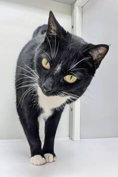 Domestic Short Hair Cats Available for Adoption in Alexandria, Virginia - Pretty Girl | PetCurious