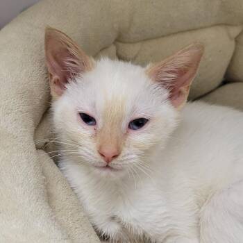 Princess Peach -  Domestic Short Hair Cat for Adoption in Cumming, Georgia - Princess Peach | PetCurious