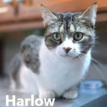 Domestic Short Hair Cats Available for Adoption in Olympia, Washington - Harlow | PetCurious