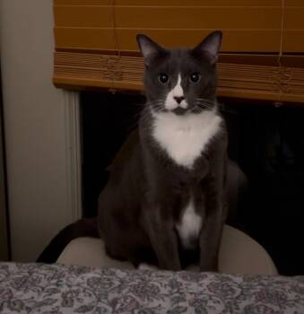 Russian Blue and Domestic Short Hair Cats Available for Adoption - Kylo (CL) | PetCurious