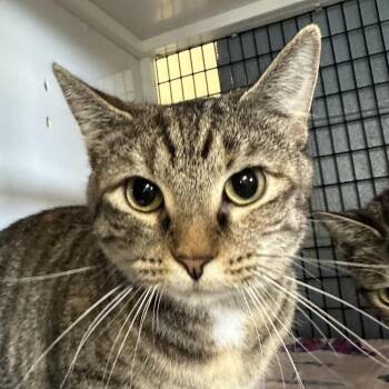 Domestic Short Hair Cats Available for Adoption in New York, New York - Raven | PetCurious