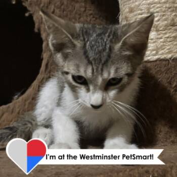 Zip-A-Dee Doo-Dah -  Domestic Short Hair Cat for Adoption in Fort Collins, Colorado - Zip-A-Dee Doo-Dah | PetCurious