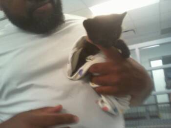 JEFFY -  Domestic Short Hair Cat for Adoption in Charlotte, North Carolina - JEFFY | PetCurious