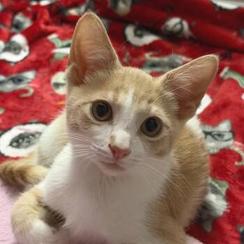 Oliver -  Domestic Short Hair Cat for Adoption in Mt. Juliet, Tennessee - Oliver | PetCurious