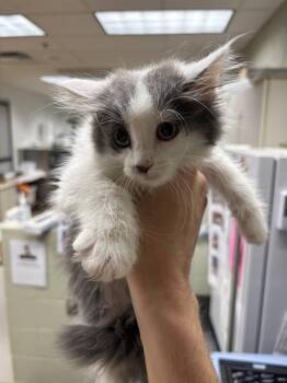 MUFFIN -  Domestic Medium Hair Cat for Adoption in Minneapolis, Minnesota - MUFFIN | PetCurious
