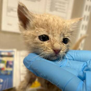 Captain Harlock -  Domestic Short Hair Cat for Adoption in Yuma, Arizona - Captain Harlock | PetCurious