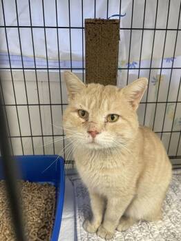 Domestic Short Hair Cats Available for Adoption - Picadilli | PetCurious