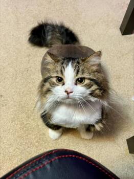 Rescue Domestic Short Hair Cats for Adoption in Mississauga, Ontario - Manook | PetCurious