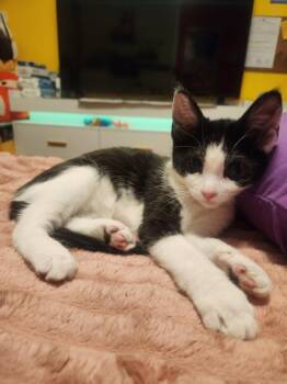 MIKEY -  Domestic Short Hair Cat for Adoption in Burbank, California - MIKEY | PetCurious