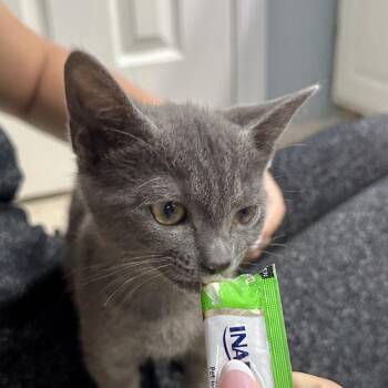 Sprite -  Domestic Short Hair Cat for Adoption in Orlando, Florida - Sprite | PetCurious