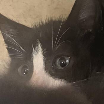 lingine -  Domestic Short Hair Cat for Adoption in Philadelphia, Pennsylvania - Lingine | PetCurious
