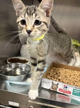 Pattycake -  Domestic Short Hair Cat for Adoption in Cincinnati, Ohio - Pattycake | PetCurious