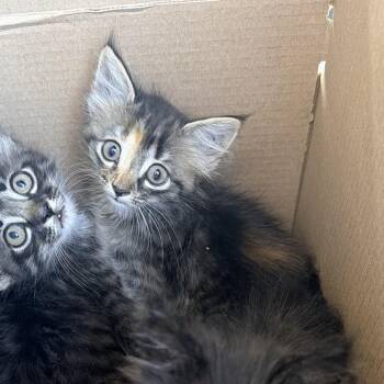 Maisie -  Domestic Medium Hair Cat for Adoption in North Port, Florida - Maisie | PetCurious