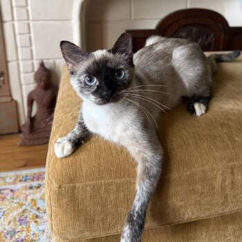 Dulce -  Siamese Cat for Adoption in Lakewood, California - Dulce | PetCurious