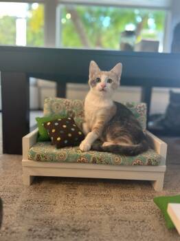 Rescue Domestic Short Hair Cats for Adoption in Bonsall, California - Karen 4888 | PetCurious