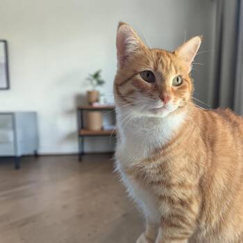 Ginger -  Domestic Short Hair Cat for Adoption in Fort Worth, Texas - Ginger | PetCurious