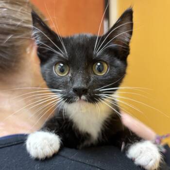 Prince -  Domestic Short Hair Cat for Adoption in Sonora, California - Prince | PetCurious