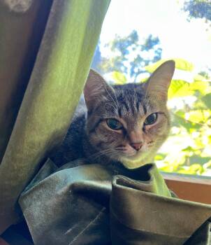 Piper -  Domestic Short Hair Cat for Adoption in Liverpool, New York - Piper | PetCurious