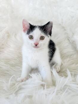 Rescue Domestic Short Hair Cats for Adoption in Lima, Ohio - Marcel | PetCurious