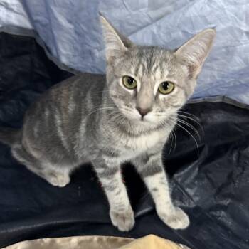 Duro Wat -  Domestic Short Hair and Tabby Cat for Adoption in San Diego, California - Duro Wat | PetCurious