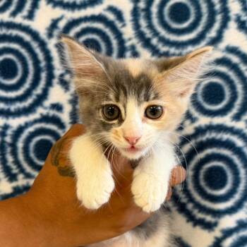 Strawberry -  Domestic Short Hair Cat for Adoption in Goleta, California - Strawberry | PetCurious
