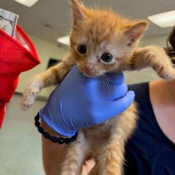 Skedaddle -  Domestic Short Hair Cat for Adoption in Charlottesville, Virginia - Skedaddle | PetCurious