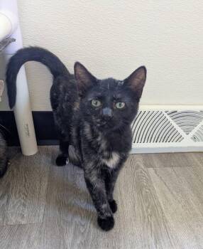 Tortoiseshell and Domestic Short Hair Cats Available for Adoption in Bay City, Michigan - Gaia | PetCurious