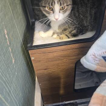 Domestic Short Hair Cats Available for Adoption - Missy | PetCurious