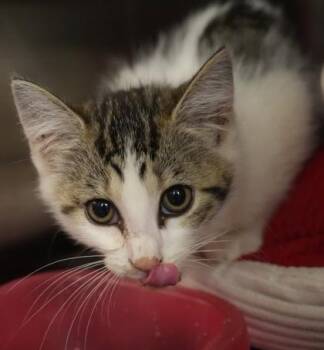 Poptart -  Domestic Short Hair Cat for Adoption in Bowling Green, Kentucky - Poptart | PetCurious