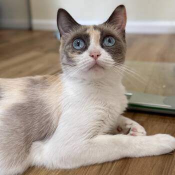 Willow -  Dilute Calico and Domestic Short Hair Cat for Adoption in Springfield, Oregon - Willow | PetCurious