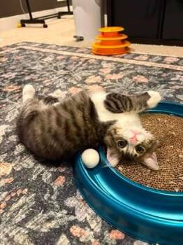 Latto -  Domestic Medium Hair Cat for Adoption in Cincinnati, Ohio - Latto | PetCurious